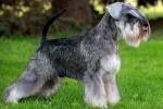 Schnauzer miniatural sau schnauzer pitic