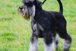 Schnauzer miniatural: descrierea rasei, caracteristici, recenzii