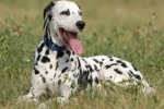 Dalmatian