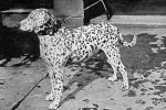 Dalmatian