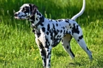 Dalmatian