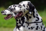 Dalmatian: descrierea rasei