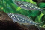 Danio malabar