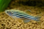 Danio rerio