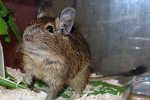 Degu sau veverita chiliana