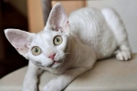 Devon rex: descrierea pisicilor din devonshire, caracteristici de îngrijire și caracter