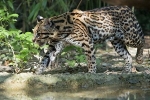 Ocelot pisică sălbatică-leopard - habitat, specie, reproducere, nutriție, posibilitate de domesticire