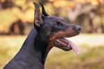 Doberman