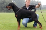 Doberman pinscher cu urechi netăiate: argumente pro și contra