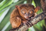 Tarsiers (lat. Tarsius)