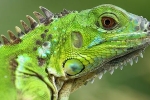 Acasă iguană