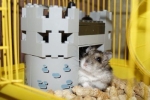 Casa de hamster bricolaj - instrucțiuni pentru creare