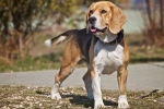 Antrenamentul beagle: momente importante