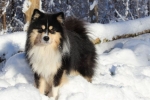 Lapphund finlandez