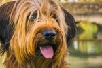 Briard francez - minunat ciobanesc shaggy