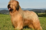 Briard francez