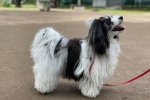 Havana lapdog sau havanese