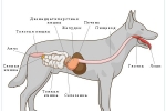 Pancreatită la câini