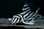 Hypancistrus zebra l046 - somn numerotat