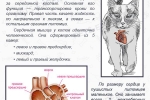 Hcm la pisici: simptome, tratament