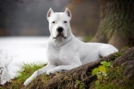 Dogo argentino: caracteristicile rasei