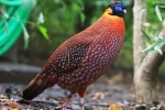 Tragopan ocelat