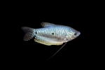 Gourami albastru sau pătat (trichogaster trichopterus)