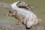 Un crocodil pieptănat (lat. Crocodylus porosus)