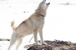 Câine de sanie din groenlanda greenlandshund