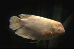 Gourami uriaș (osphronemus goramy)