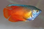 Miere gourami