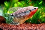 Pearl gourami - întreținere, reproducere și îngrijire