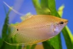 Gourami auriu sau galben: caracteristici ale conținutului din acvariu