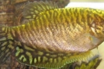 Gourami golden - „iepurași” solari în acvariu