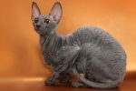 Natura, caracteristicile și condițiile de păstrare a rasei de pisici cornish rex