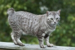 Caracteristicile pisicii americane bobtail sau yankeebob