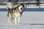 Caracteristicile și descrierea rasei de alaskan malamutes