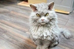 Caracteristicile pisicilor selkirk rex