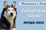 Husky: caracteristicile rasei, descrierea caracteristicilor conținutului