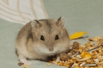 Hamsterul lui campbell - îngrijirea și întreținerea animalelor de companie