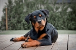 Un apărător curajos și un prieten loial - totul este despre rottweiler