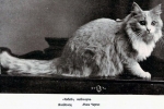 Istoria pisicilor maine coon