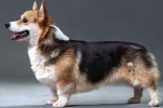 Istoria originii și standardul rasei câinelui welsh corgi