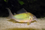 Brochis de smarald (corydoras splendens)