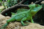 Soparla care alerga pe apa - casca de bazilisc (basiliscus plumifrons)