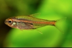 Erythrozonus sau tetra licurici (hemigrammus erythrozonus)