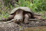 Broasca testoasa (chelydra serpentina)