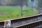 Cum să transportați o pisică sau o pisică într-un tren: toate nuanțele călătoriei, documentele necesare, pregătirea animalului, sfaturi utile