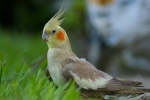 Cum cântă un mascul papagal „corella” - caracteristici ale sunetelor