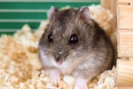 Ce rase de hamsteri există și cu ce probleme vă puteți confrunta atunci când cumpărați un animal de companie